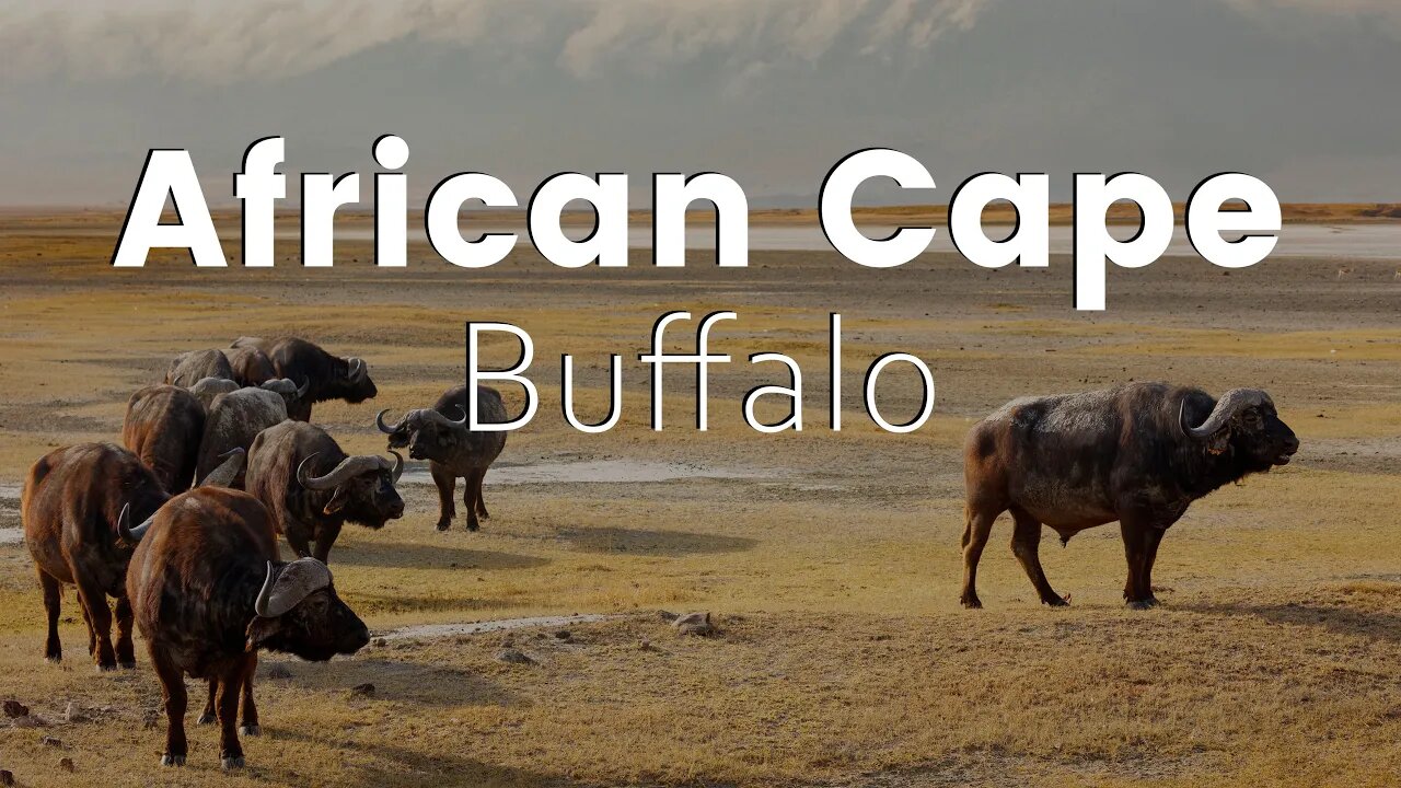 African Cape Buffalo: The Most Dangerous Member of the Big Five