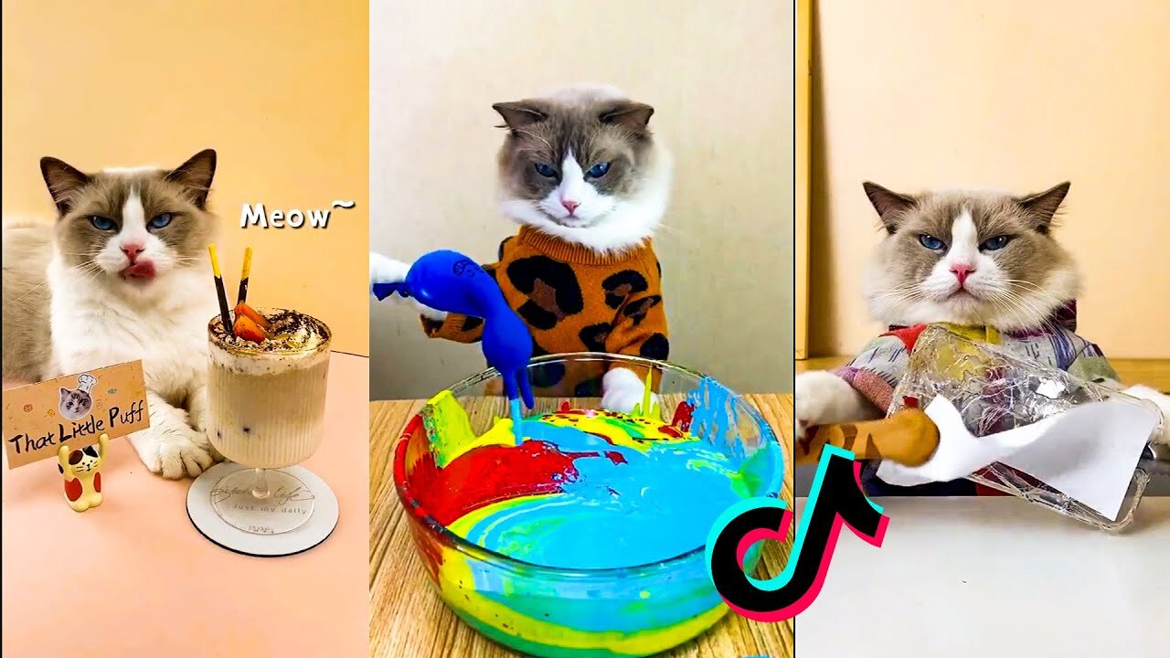 Cats make food 2023 "That Little Puff" Tiktok Compilation