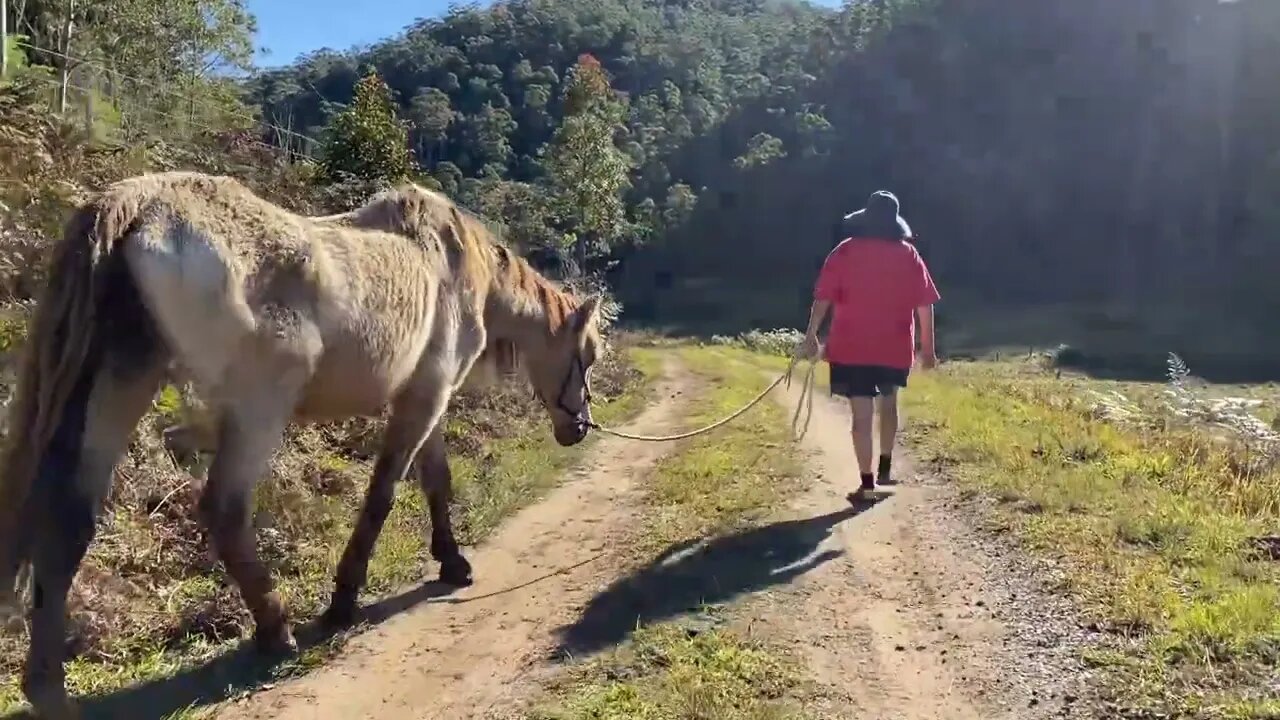 17 June 2022 walking Arthur to Penny’s grave to be euthanised 🥲💔 part II