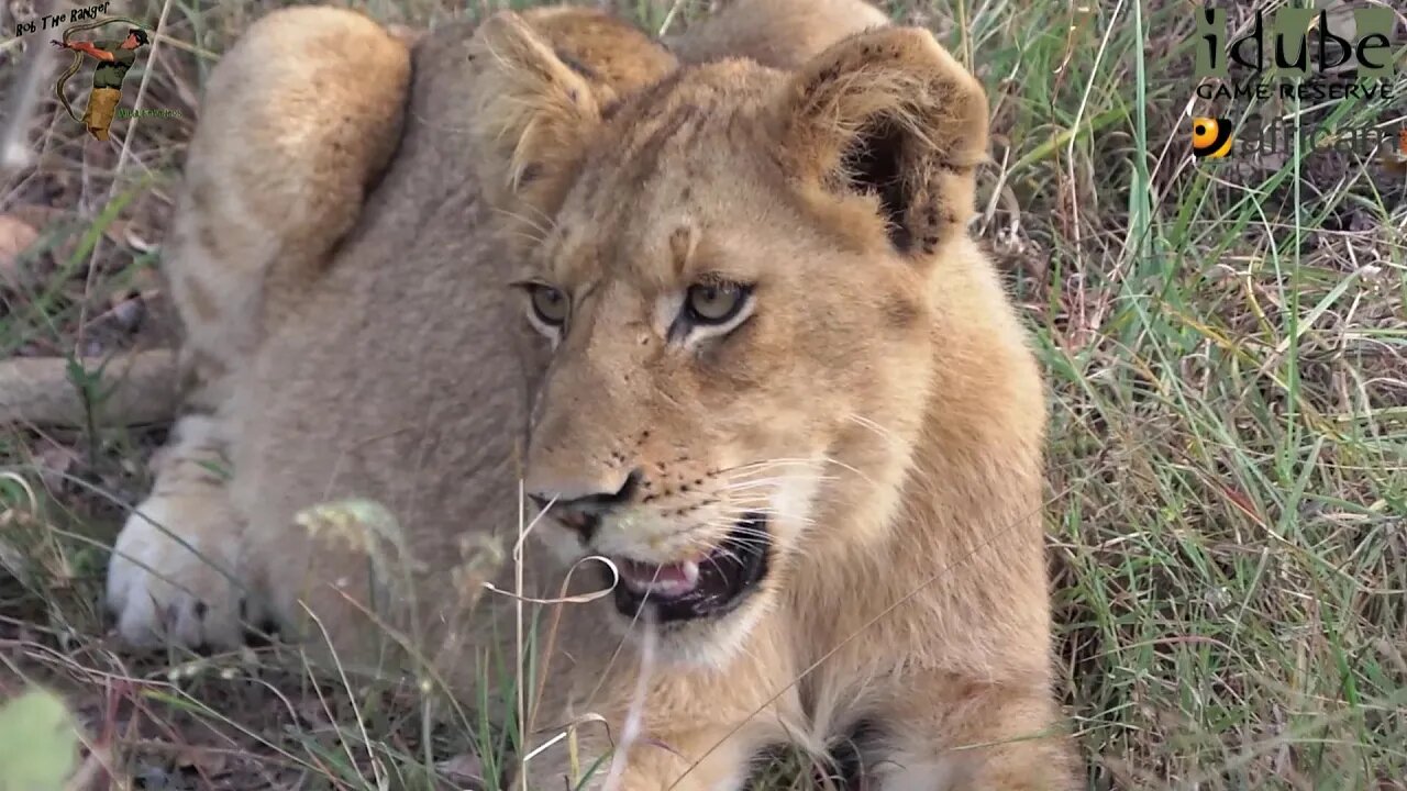 Daughters Of The Mapogo Lions - Rebuilding The Othawa Pride - 45: Scattered Pride