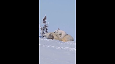 Baby polar bear 🥰