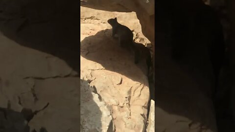 Squirrel On the Rocks Grand Canyon #shorts #youtubeshorts