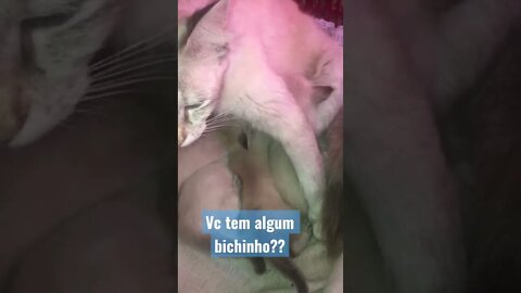 Vc tem qual bichinho de estimação??😝😝