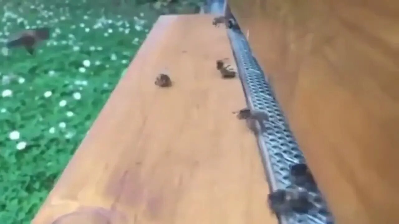 Flying Bees