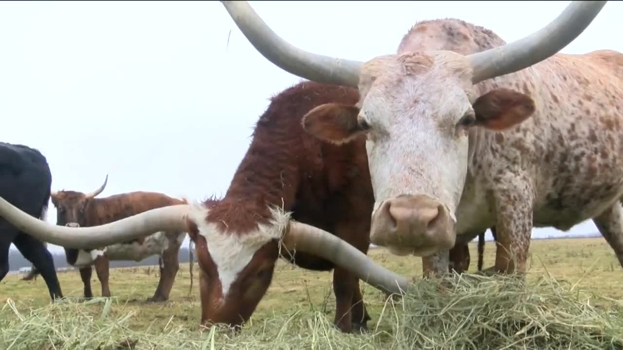 Today's Talker: Wisconsin man raises Texas Longhorns