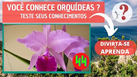 VOCÊ CONHECE ORQUIDEAS ? QUAL O NOME DESSA ORQUIDEA?DIVIRTA-SE IDENTIFICANDO ESSA ORQUÍDEA