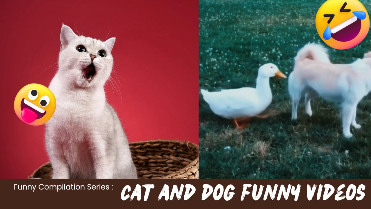 Cats and dogs funny videos compilation - Part 1