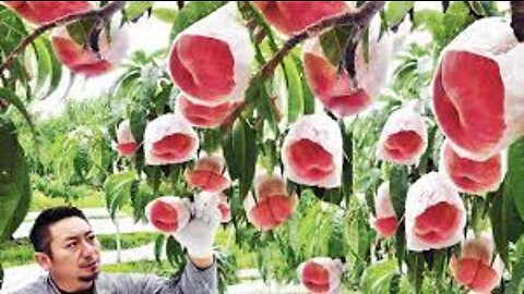 Watch Farmer Harvest Tons of Red Fruit and Vegetable - Pomegranate,Rosehip,Japanese Peach Harvesting