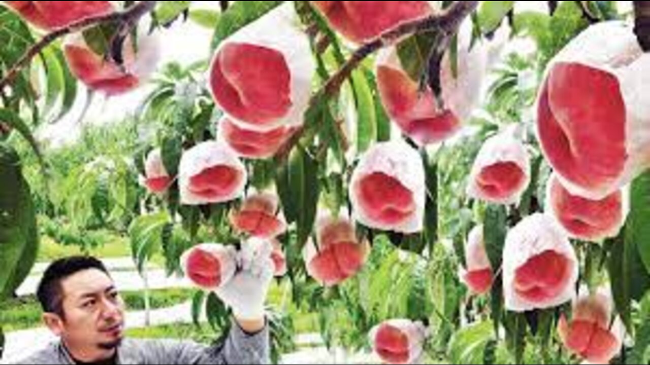 Watch Farmer Harvest Tons of Red Fruit and Vegetable - Pomegranate,Rosehip,Japanese Peach Harvesting