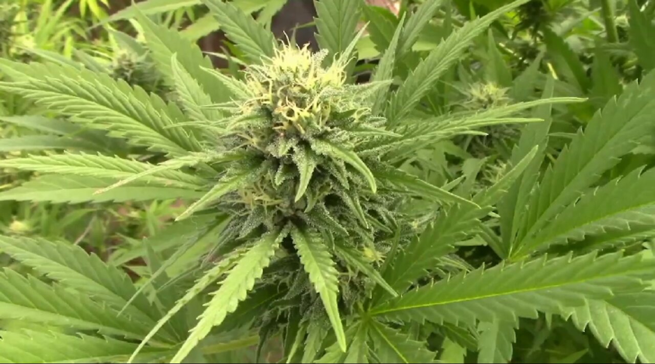 Flowering Cannabis Using Light Deprivation Seventh Week