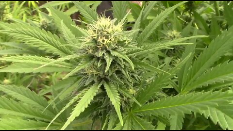 Flowering Cannabis Using Light Deprivation Seventh Week