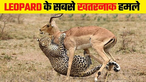 कभी देखा है तेंदुए का ऐसा रूप When Leopard Attacks on Wild Animals