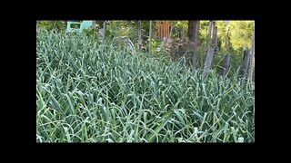 Garlic scape harvest