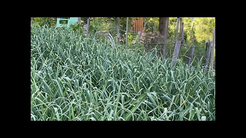 Garlic scape harvest
