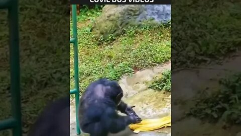 macaco lavando roupa