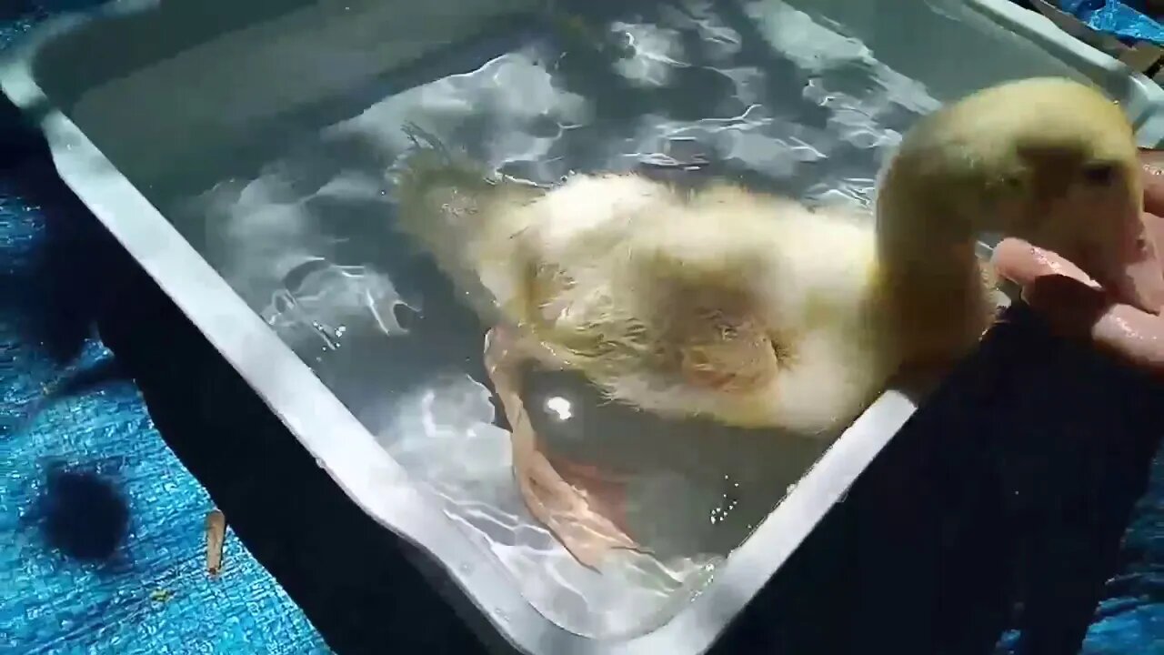 Indian Runner Duckling, 2nd time in the water ( Part 1 ) ( Video 6 )