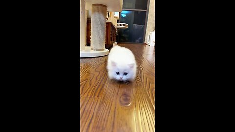 Funny cat videos