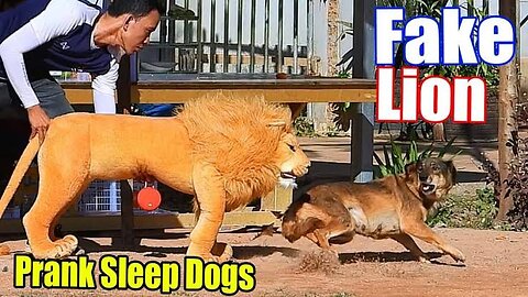 Funny prank with dog fake lion and fake tiger scarejump funny troll with dog very funny