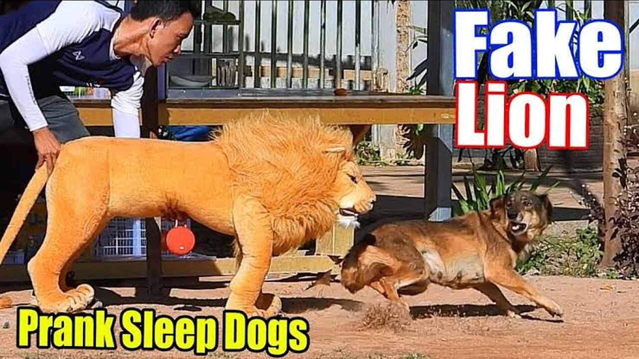 Funny prank with dog fake lion and fake tiger scarejump funny troll with dog very funny