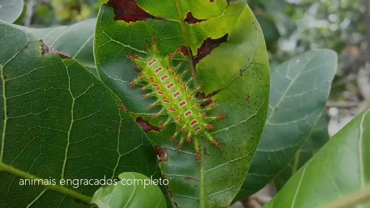 animais engracodos