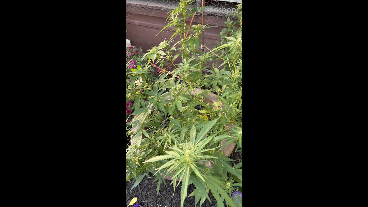 Banana Kush