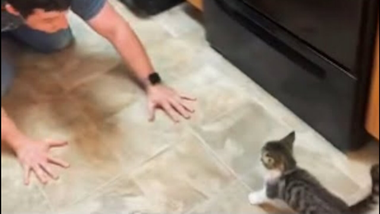 Kitten And Their Owner Have Fun And Play Together In Kitchen