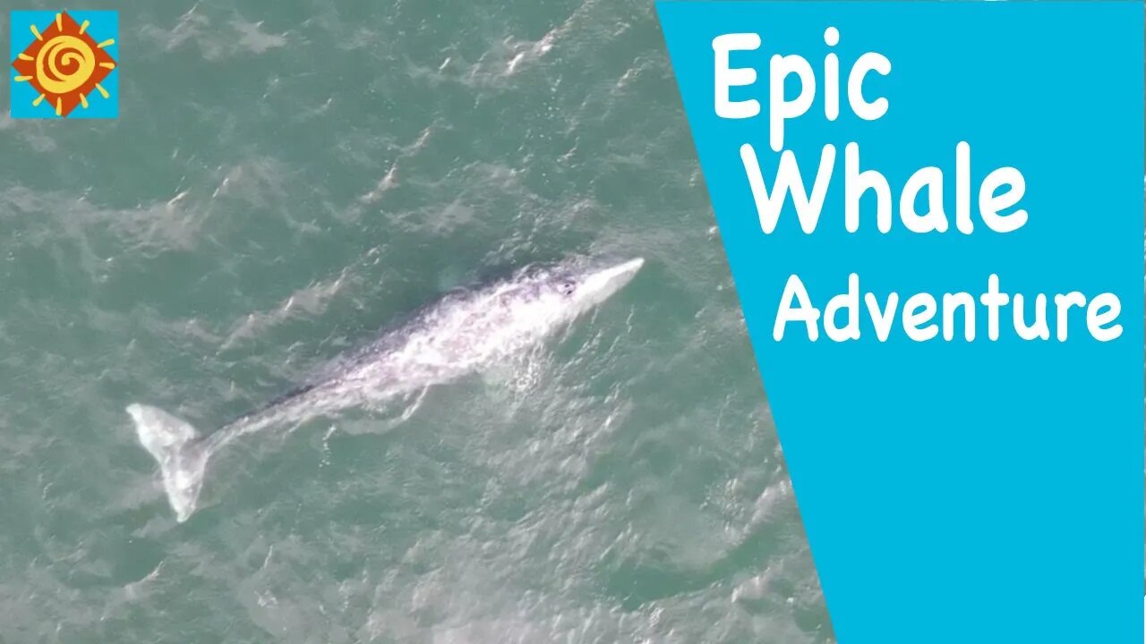 Epic Whale Adventure//EP 2 Beatin’ It To Baja in Our Converted Ram Promaster 136 Van