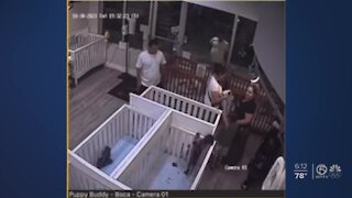 Puppy swiped from shop in Boca Raton