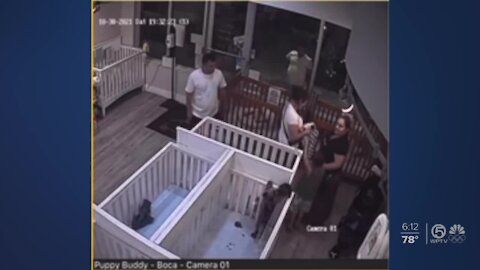Puppy swiped from shop in Boca Raton