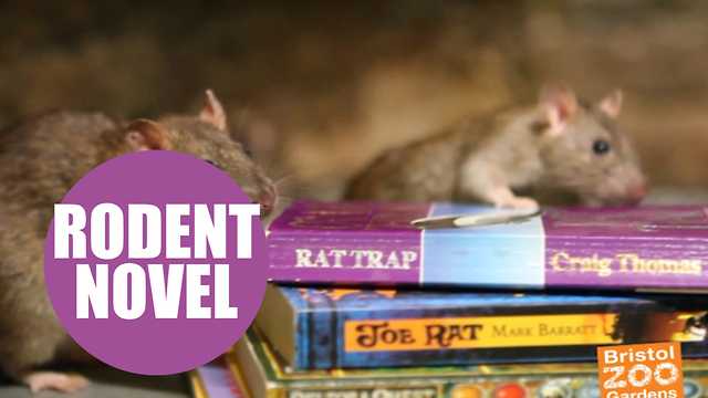 Rats fed BOOKS at zoo