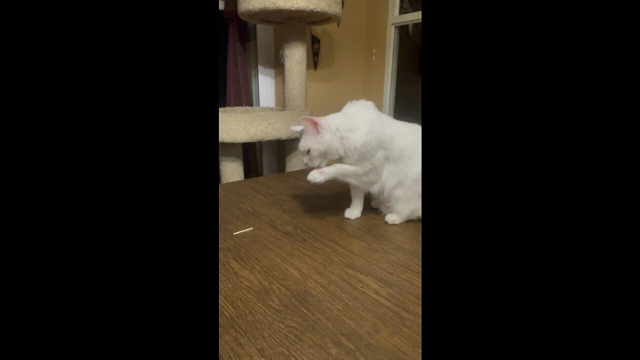 Sharky the cat playing is too cute