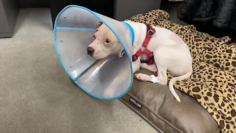 WARNING GRAPHIC MATERIAL: PACC officers find dog with missing eye and slash under neck, foster needed