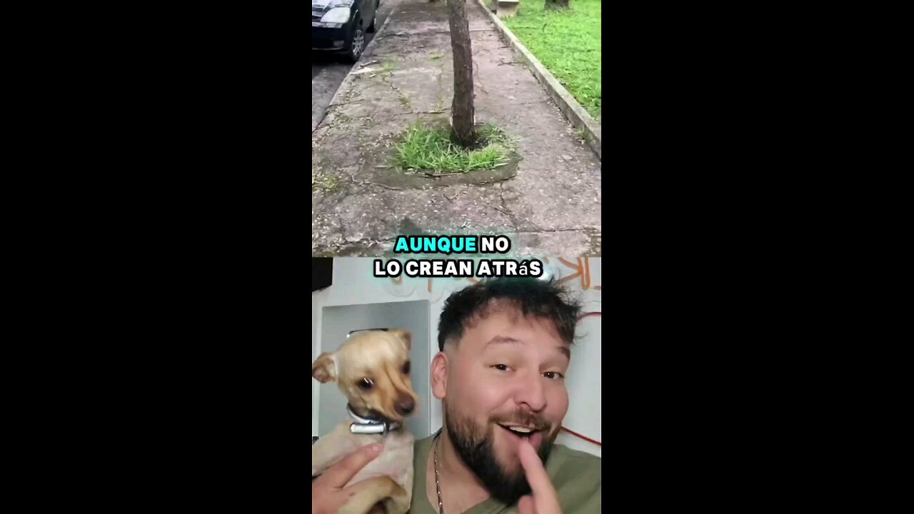 A este perrito le gusta jugar a las escondidas 🤭