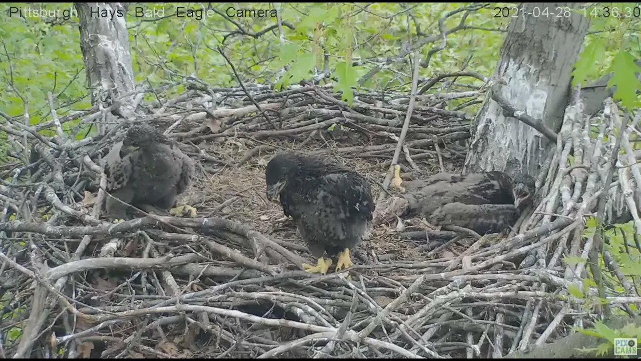 Hays Eaglet H15 finds how to use new motor skills in the rails 2021 04 28 14:36