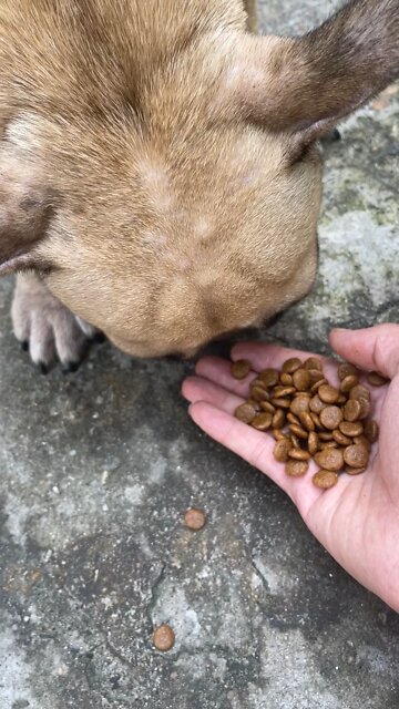 Named the dog Poss, when abandoned the dog suffered a lot of diseases and miracles when I adopted it