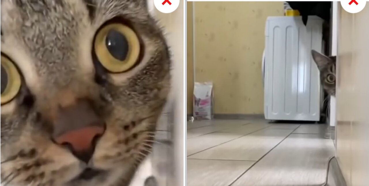 Cat funny tiktok completion