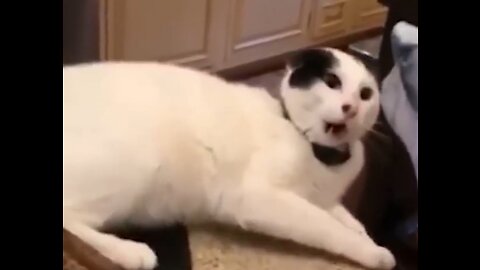 Most the funniest cat and dog video of the year