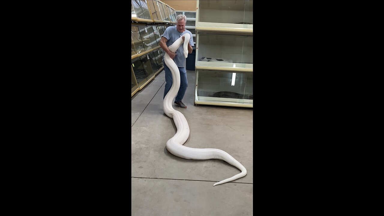 The World's BIGGEST Whitest Snake!