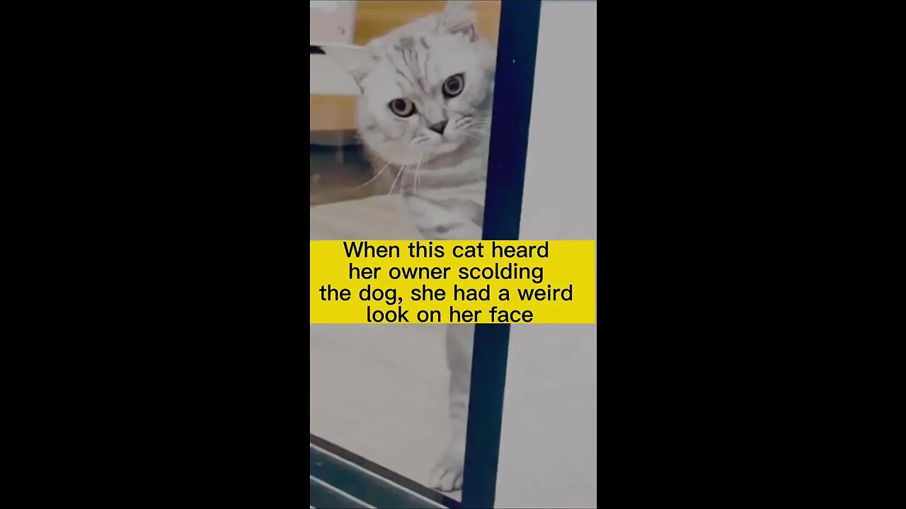 This cat is so funny#catsoftiktok #funny #cute #pet #foryou