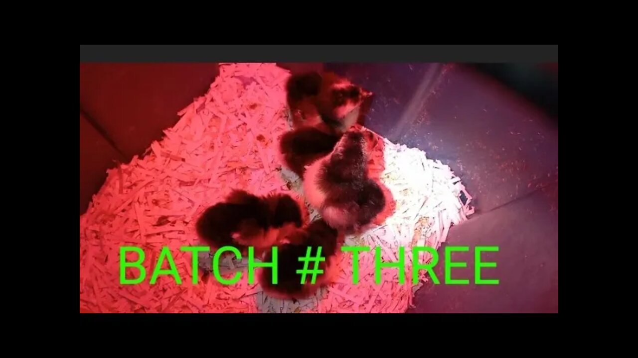 THIRD AND FINAL BATCH OF CHICKS