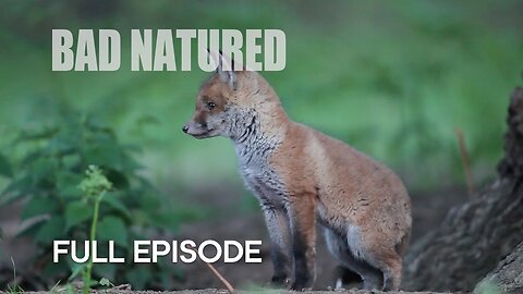 Cannibalism in Urban Fox Den | Bad Natured | BBC Earth