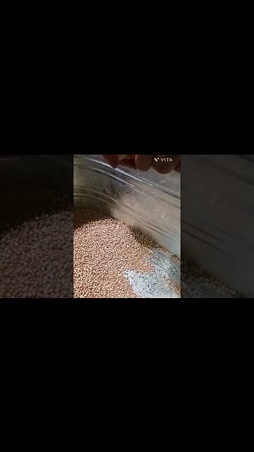 #shorts Homegrown POPCORN! #popcorn #fromscratch #homesteading #homegrown homegr