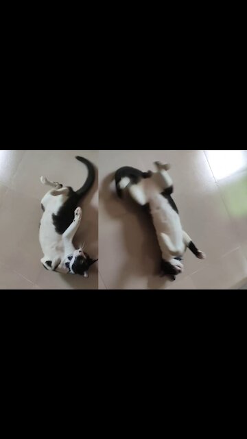 Cute Cat Doing Funny Stuffs