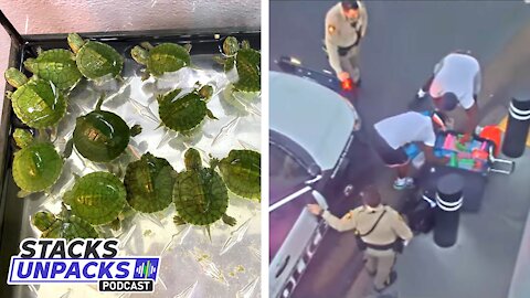 Police Rescue 80 ADORABLE Turtles on Las Vegas Strip