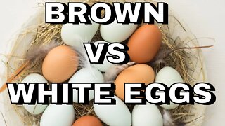Is There A Difference Between White Eggs And Brown/ Cage-Free Eggs?