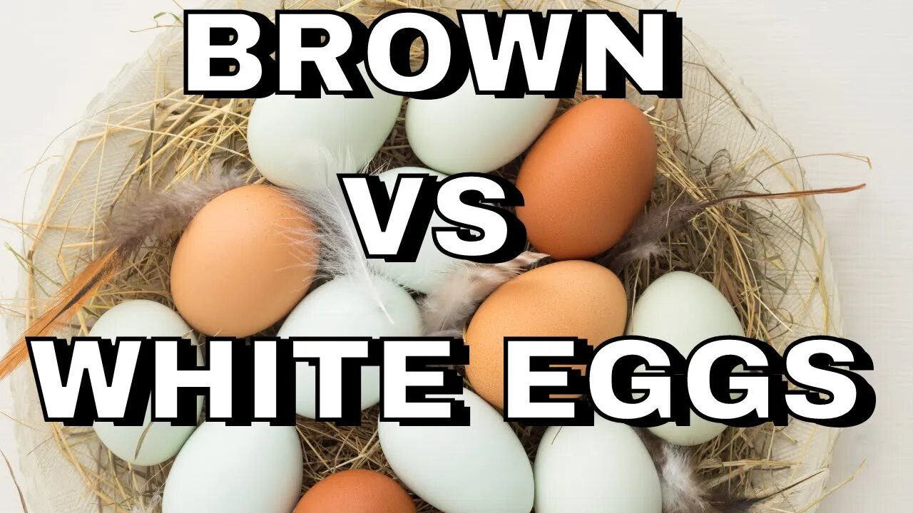 Is There A Difference Between White Eggs And Brown/ Cage-Free Eggs?