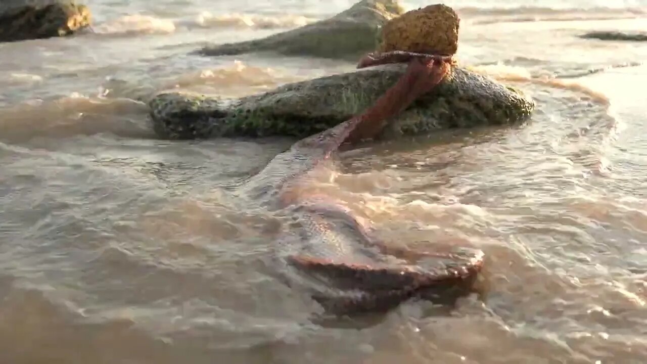 Fishing net with fish in the sea. Evening fishing. Rocky beach of the sea. Beautiful sea sunset