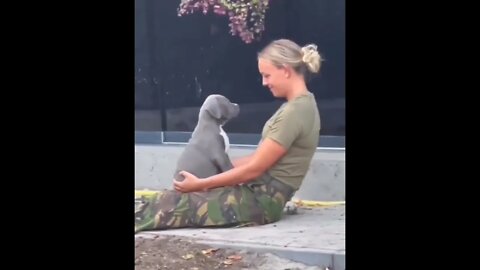 Puppy love...🐶❤️ #shorts #puppylove #dog #tiktok