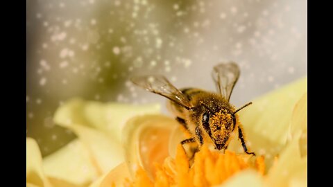 It's a Bee's Life