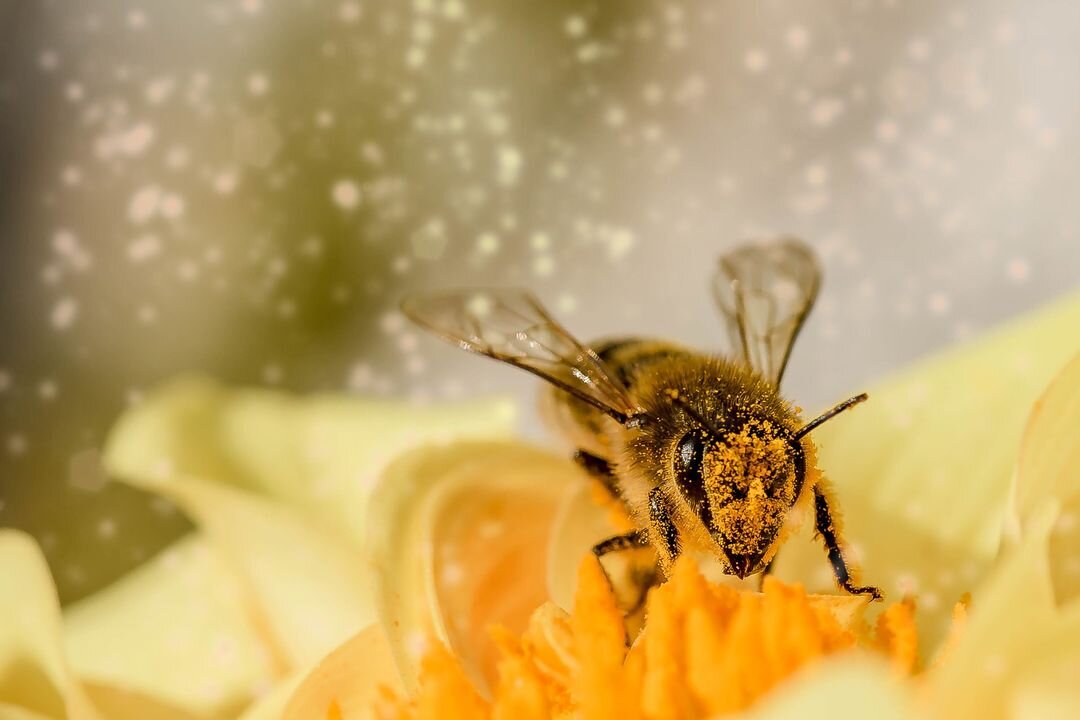 It's a Bee's Life